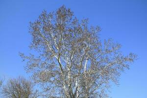 Earrings flowering silver poplar. Flowering poplar photo