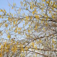 Flowering hazel hazelnut. Hazel catkins on branches. photo