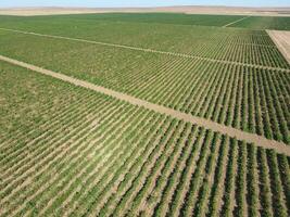 Grape orchards bird's-eye view. Vine rows. Top view of the garden photo