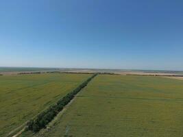 Field of sunflowers. Top view. photo