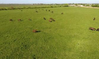 Grazing horses on the field. Shooting horses from quadrocopter. Pasture for horses. photo