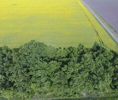 Field of flowering rape and forest belts for wind protection. Rape, a syderatic plant with yellow flowers. Field with siderates. photo