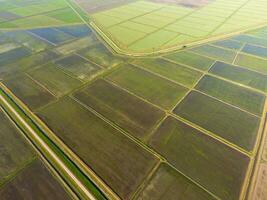 The rice fields are flooded with water. Flooded rice paddies. Agronomic methods of growing rice in the fields. photo