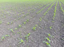 Field of young corn. Shoots of corn on the field. Fodder corn for silage. photo