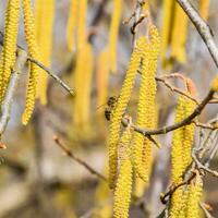 Pollination by bees earrings hazelnut. Flowering hazel hazelnut. photo