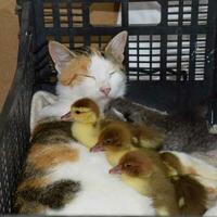 Cat foster mother for the ducklings photo