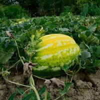 The growing water-melon in the field photo