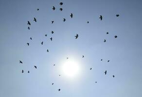 Silhouette of a flock of blackbird flying through a surreal even photo