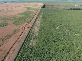 Border between fields of wheat and sunflowers. Top view with quadrocopters photo