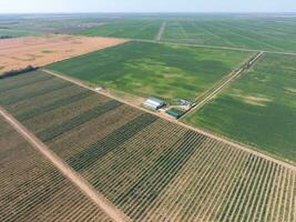 Top view of the garden of dwarf apple trees photo