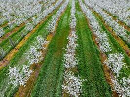 Blossoming young plum garden, top view. Span of the drone over the plum blooming garden. photo