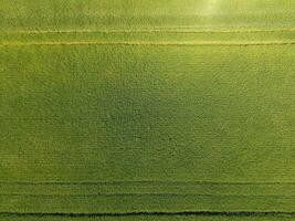 Green wheat in the field, top view with a drone. Texture of wheat green background. photo