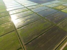 The rice fields are flooded with water. Flooded rice paddies. Agronomic methods of growing rice in the fields. photo