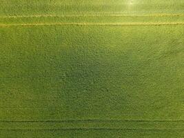 verde trigo en el campo, parte superior ver con un zumbido. textura de trigo verde antecedentes. foto