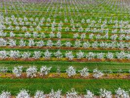 Blossoming young plum garden, top view. Span of the drone over the plum blooming garden. photo