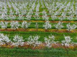 Blossoming young plum garden, top view. Span of the drone over the plum blooming garden. photo
