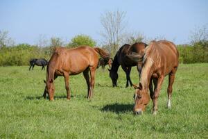 caballos pacer en el pastar. paddock caballos en un caballo granja. wal foto