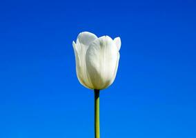 Better tulip flowers against the blue sky. A flower bed with tul photo