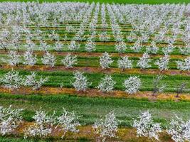 Blossoming young plum garden, top view. Span of the drone over the plum blooming garden. photo