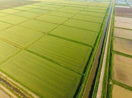 The rice fields are flooded with water. Flooded rice paddies. Agronomic methods of growing rice in the fields. photo