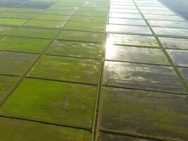 The rice fields are flooded with water. Flooded rice paddies. Agronomic methods of growing rice in the fields. photo