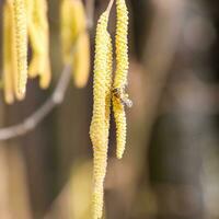 Pollination by bees earrings hazelnut. Flowering hazel hazelnut. photo