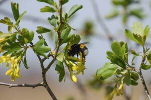 Bumblebee on the flowers of golden currant photo