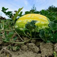 el creciente sandía en el campo foto