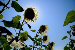 A view from below on blooming sunflowers. Sunflower field. photo