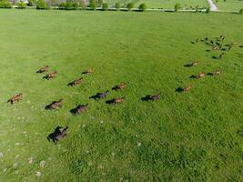 Grazing horses on the field. Shooting horses from quadrocopter. Pasture for horses. photo