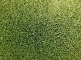 Green wheat in the field, top view with a drone. Texture of wheat green background. photo