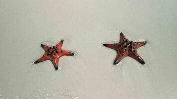 estrelas do mar em tropical praia, fechar acima. conceitos do verão, viagem, período de férias video