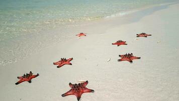 stella marina su tropicale spiaggia, vicino su. concetti di estate, viaggiare, vacanza video