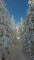 filmische fpv dar vlucht tussen mooi met sneeuw bedekt bomen in winter Woud. video