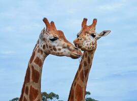 giraffes on sky photo