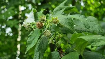 framboise buisson avec vert des fruits et vert feuilles dans été video