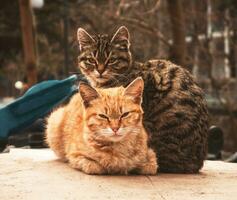 Portrat of the two cute cats photo