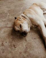 Central Asian Shepherd Dog. Alabai portrait photo