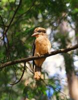 Kookaburra pájaro de cerca foto