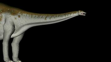 Animation of dinosaur apatosaurus gyrating, detail of body and head video
