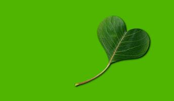 Green Eco leaf in heart shape on the green photo