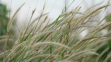Feather pennisetum grass on blur background photo