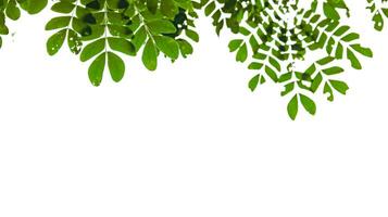 Isolated green tree top leaves with clipping paths photo