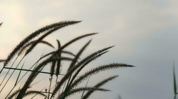 Feather pennisetum grass on blur background photo