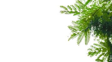 Isolated green tree top leaves with clipping paths photo