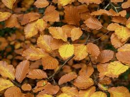 Beautiful brown and orange winter beech leaves photo