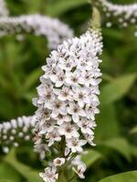 blanco flor espiga de cuello de cisne lisimaquia, lisimaquia cletroides foto