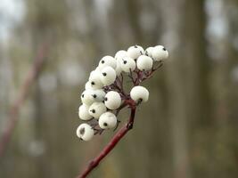 White berries on a red barked dogwood branch photo