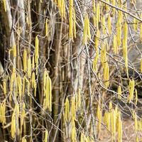 Flowering hazel hazelnut. Hazel catkins on branches. photo