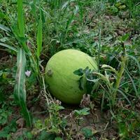 Watermelon with light and thick skin for good transportability photo